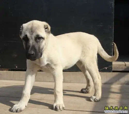 出售3个月的小坎高犬公母都有