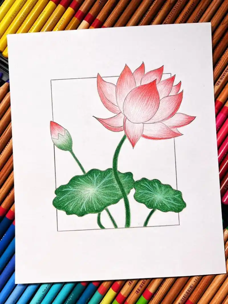 荷花简笔画(彩铅手绘)