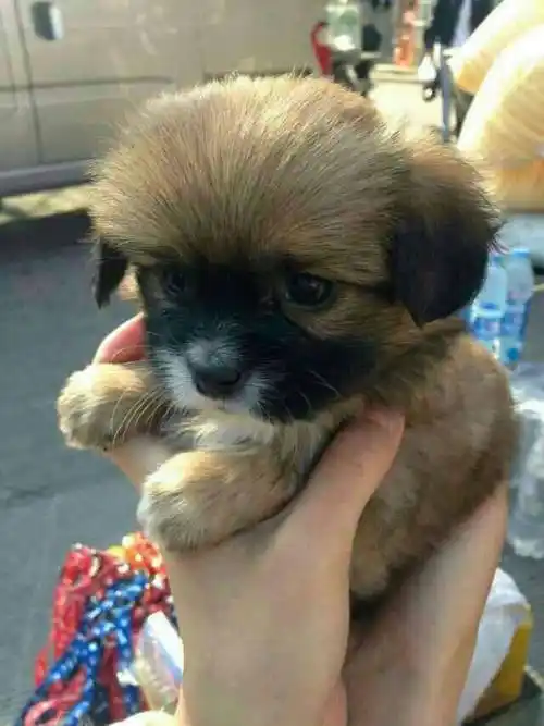 这种狗狗是什么品种的?跪求大神支招!好喜欢这种可爱的狗狗!