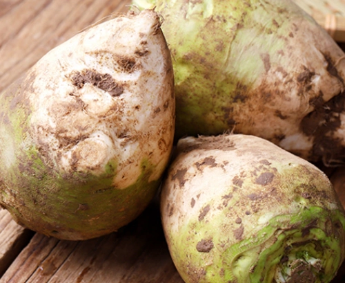 新鲜芥菜疙瘩5斤农家自种现挖现发蔬菜辣菜甜菜头