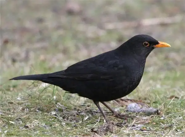 一只嘴巴是黄色的有点尖 全身是黑色的鸟 是什么鸟