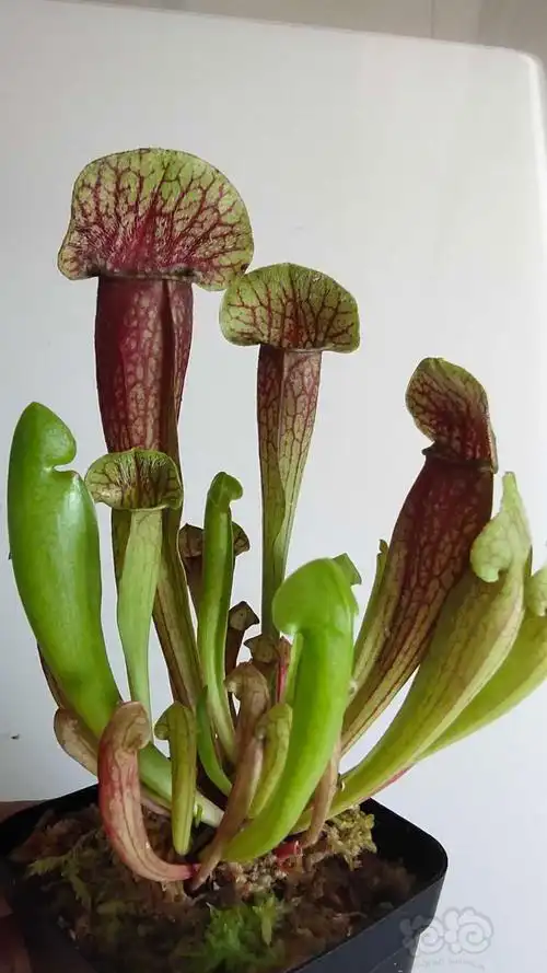 【其他】捕虫草 食虫植物,捕蝇草瓶子草