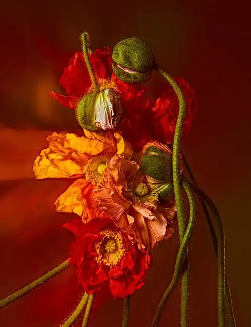 花的天堂suzannesaroff透视系列花卉摄影作品