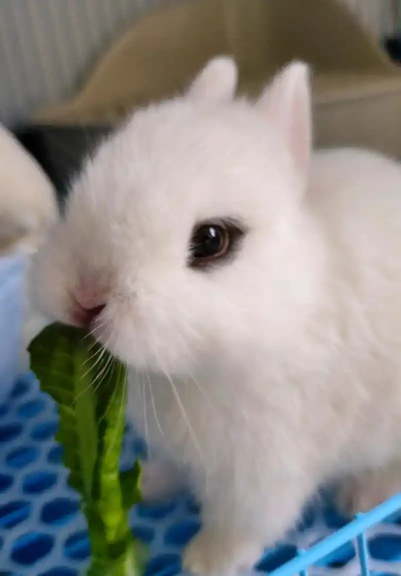 兔子的耳朵白白的,软软的,像棉花糖一样.吃东西了的样子萌萌哒 - 抖音