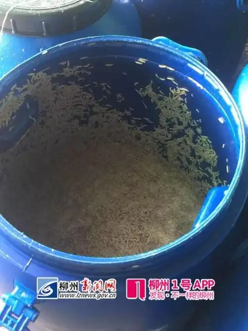 nen太阳村一养猪场只养5头猪剩下60多个猪圈全养蛆这下挨了