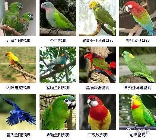 鹦鹉的各种品种,没见过这么全的!
