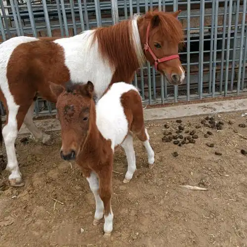 中国矮马多少钱小矮马一匹小婑马多少钱 小矮马人日小矮马