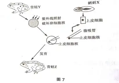 实验人员从蝌蚪x体内取得上皮细胞又从同种青蛙y体内取得卵细