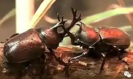 独角仙是一种长相特别的昆虫,在我国南方和北方,均可以见到它的踪迹.