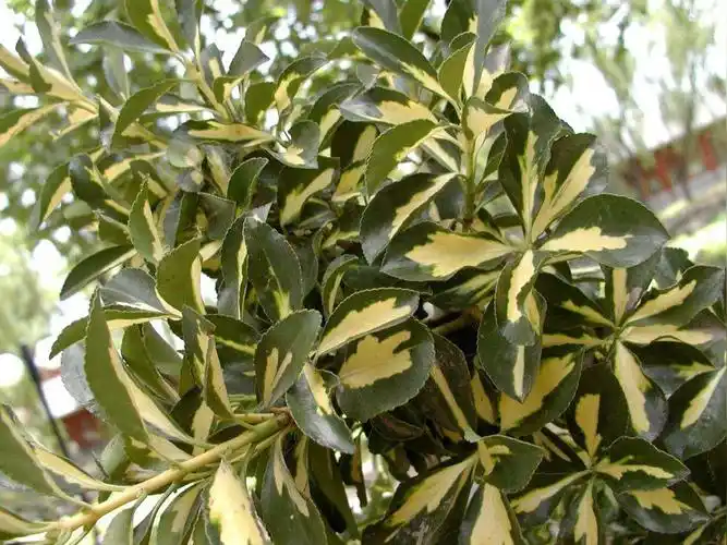 金心黄杨(无患子目卫矛科的灌木植物)_石塘网