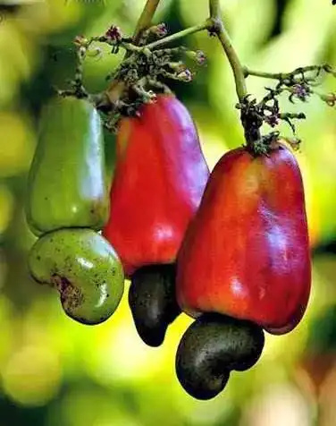 我知道你吃过腰果,可是你吃过腰果它妈没?