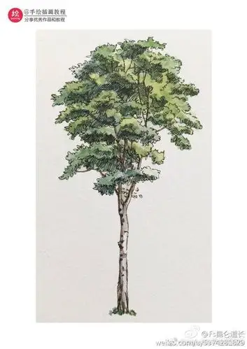 立面树的水彩表现 除了马克笔还可以用水... 来自popcorn手绘插画馆 -