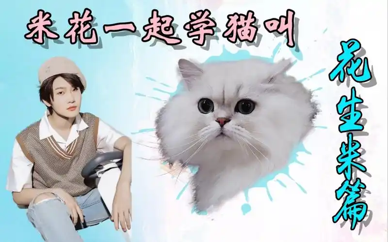 花少北米花一起学猫叫花生米篇