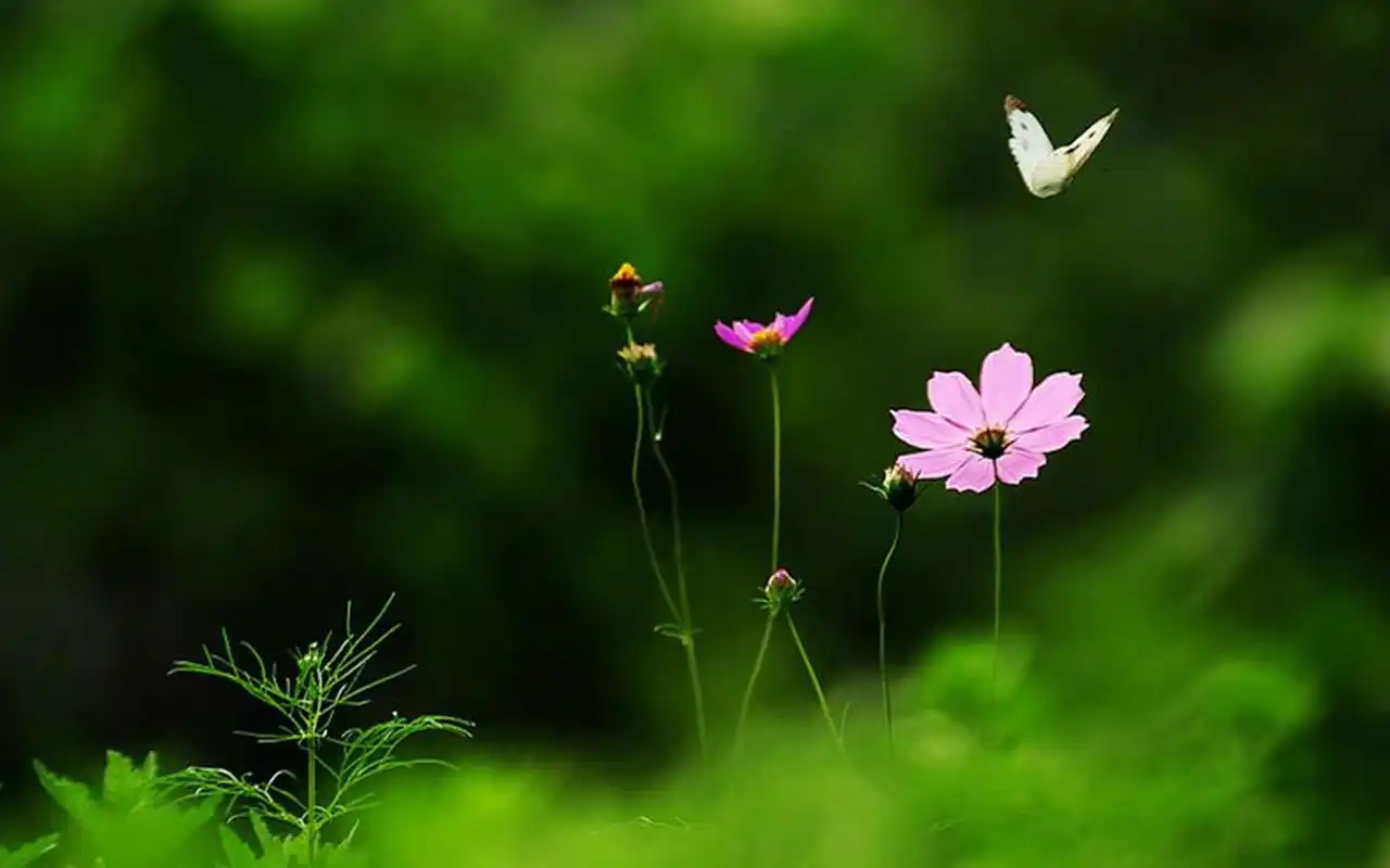 上一张 下一张 简介 绿色护眼植物图片电脑壁纸~~分享一组小清新