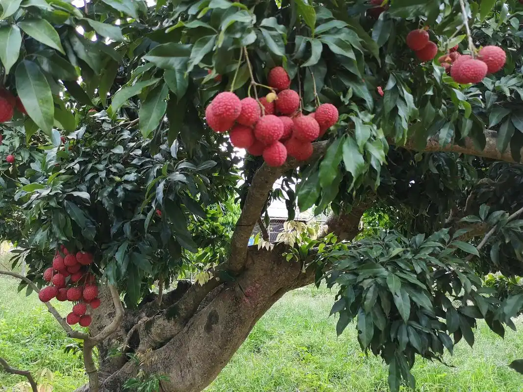 高空嫁接让荔枝老树长新枝