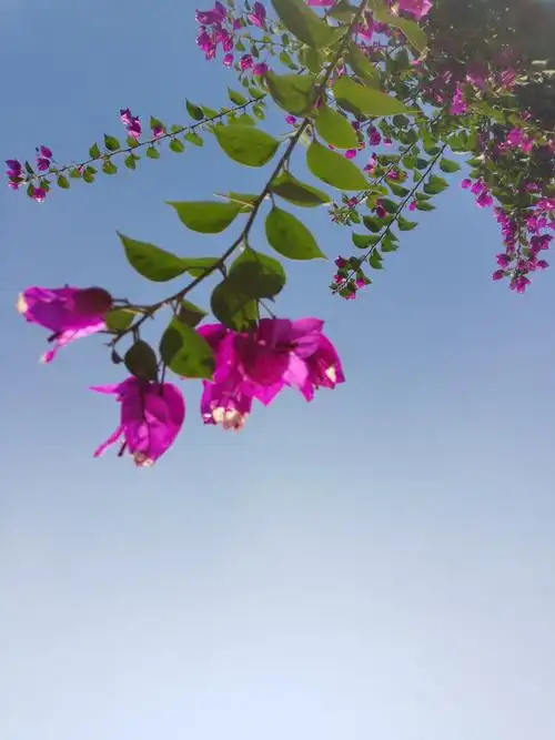 恰似光阴对草木的钟情