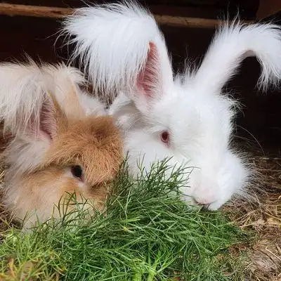 网红巨型安哥拉兔宠物兔活体长毛兔子活物大型兔子活物幼兔成年兔