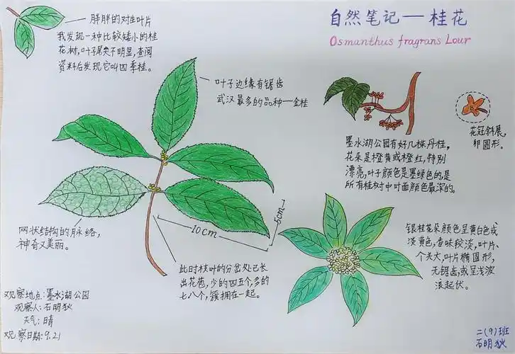 走进自然感受秋天,这群小学生做自然笔记感受季节变化 | 极目新闻