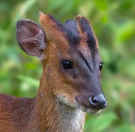 一只鹿说:别吓唬我,信不信我"汪"地一声叫出来?_宠物频道_中华网