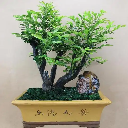 小叶紫檀:盆栽做到此2点,枝叶可散发出淡淡的木香味,净化空气