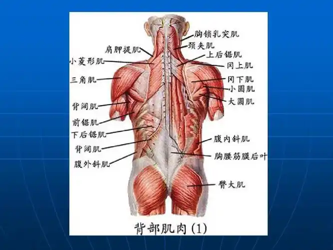 第四节 身体各部位运动损伤ppt