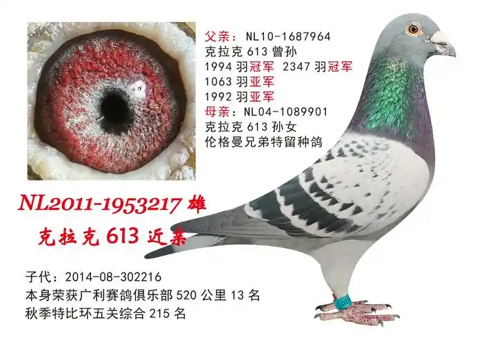 克拉克613近亲_哈尔滨腾龙鸽舍_ ag188.com爱鸽商城_中国信鸽信息网