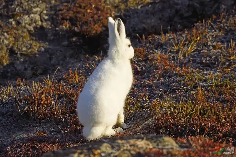 北极珍贵又可爱的白色小精灵北极兔