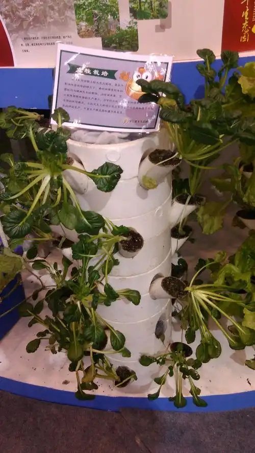 大棚里水管里种植水培生菜的工具有哪些