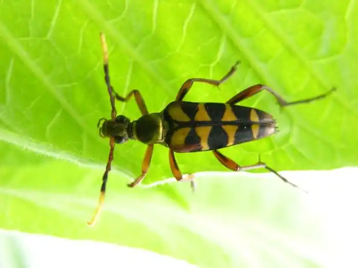 对x纹筒花天牛你了解多少?我猜这些你不知道