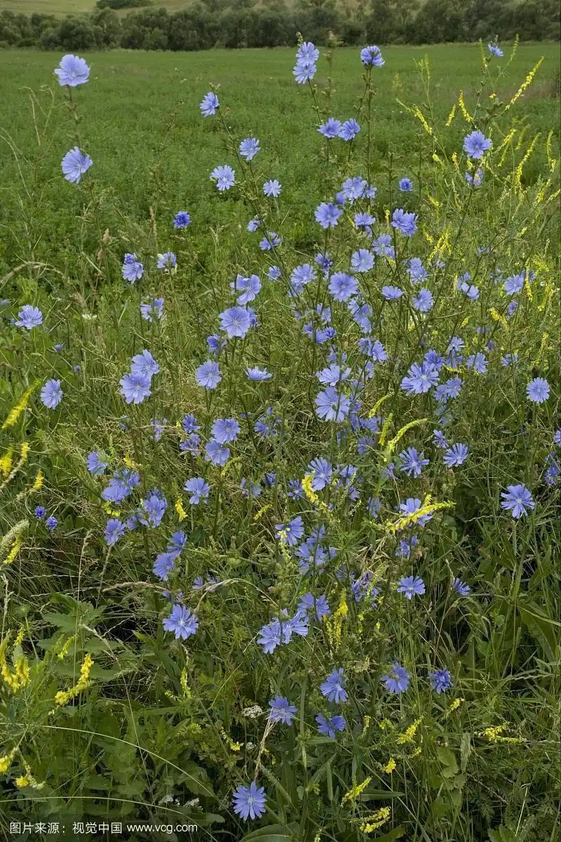 野生菊苣(菊苣属菊苣),生长于欧洲罗马尼亚田边