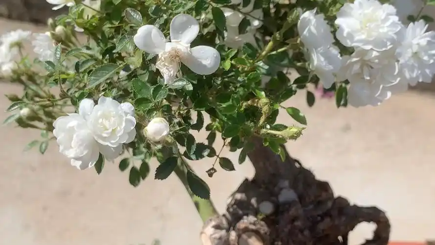雪姬一款带香味而且非常好闻的微型盆景月季