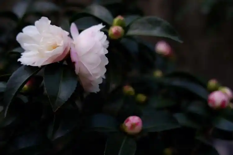 自带仙气的茶梅品种朝仓