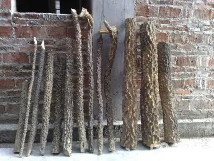 这个树真奇特,名字"霸气"叫降龙木,没有年轮九年结一次果