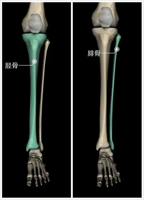 前表线解剖列车笔记第7课