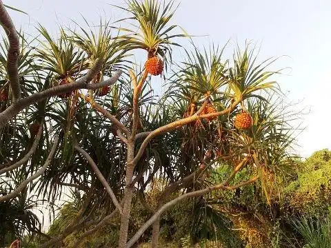 菠萝树图片