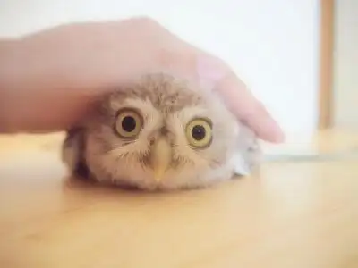 一位推主家中的幼崽猫头鹰表情超级呆萌,真是好乖巧可爱啊,萌了一脸