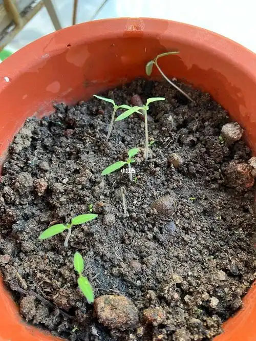 小番茄长芽了