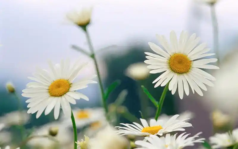 雏菊花语,鲜花-回车桌面