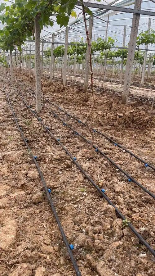 葡萄滴灌,葡萄滴灌技术,滴灌安转