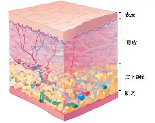 皮下组织位于皮肤(表皮和真皮)和肌肉之间,由脂肪组织组成,通过结缔