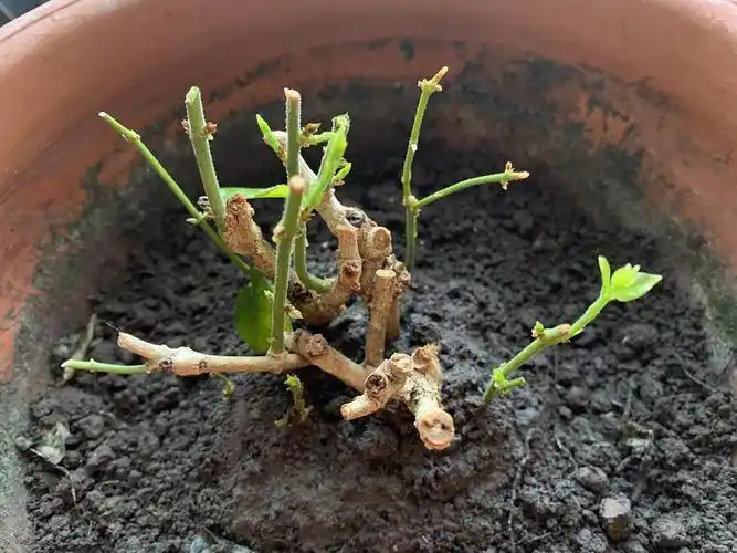 茉莉又发芽啦分享喜欢