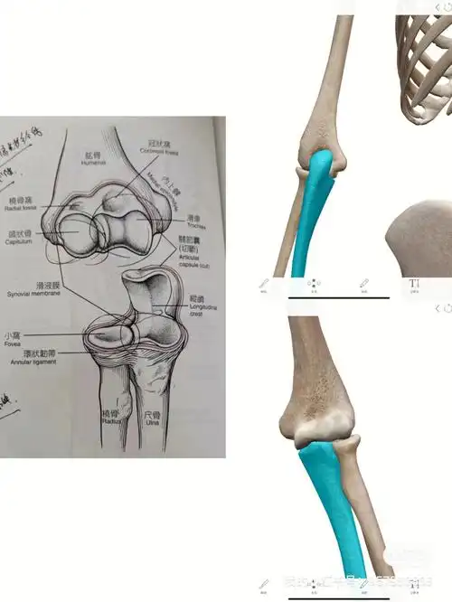 肱骨-桡骨的肱桡关节(肱骨的凸面和桡骨的凹面大范围活动——屈肘,伸