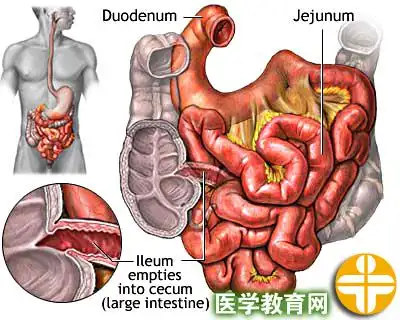 平滑肌痉挛的介绍
