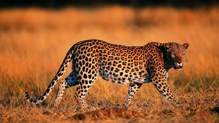 猎豹精美壁纸_时而安静时而凶猛的豹子