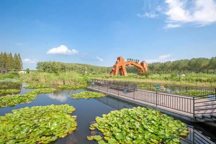 江苏有处水上森林景区,超万亩的水杉林,夏季游玩纳凉的好去处_金湖