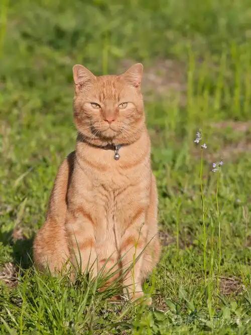 在明亮的绿色的春天草帅姜狸花猫