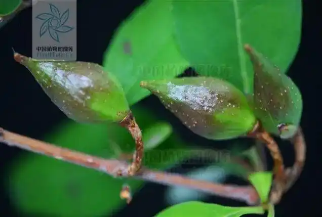 春天来了,送你一朵小黄花丨花花万物|迎春花|灌木|木犀|金钟花|落叶