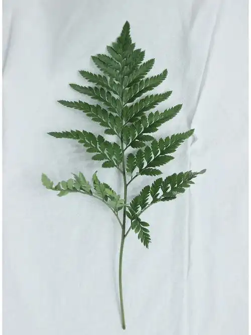 花材分享羊齿叶