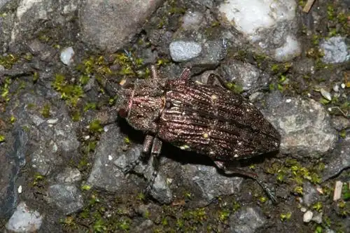 台湾双尾吉丁虫dicerca kurosawai hattori & akiyama, 1999