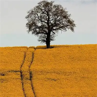 高清有意境孤独的树图片唯美头像(24张)